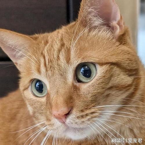 可爱猫咪吃瓜头像,可爱猫咪吃瓜头像大揭秘  第3张