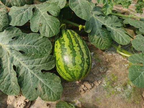 上海下小雪吃瓜,上海小雪时节的悠闲生活画卷