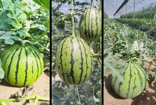 吃瓜的年代文,那些年我们一起“吃瓜”的故事 第2张 吃瓜的年代文,那些年我们一起“吃瓜”的故事 第2张