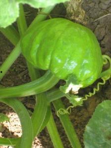 七叶瓜做法孩子吃,营养美味,宝宝喜爱的健康佳肴 第2张 七叶瓜做法孩子吃,营养美味,宝宝喜爱的健康佳肴 第2张