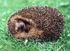 冬眠桥鹊吃瓜,冬眠桥鹊的瓜田奇遇 第2张 冬眠桥鹊吃瓜,冬眠桥鹊的瓜田奇遇 第2张