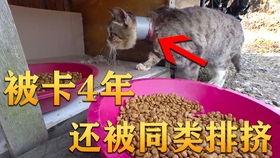 米国吃瓜视频,揭秘美国社会热点事件背后的真相