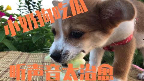 吃瓜主人和吃瓜狗,趣味横生的日常趣事  第2张