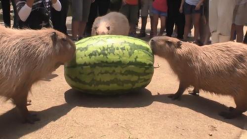 吃瓜机器有哪些,科技助力娱乐新潮流