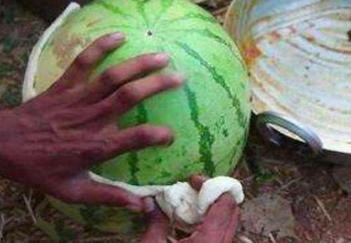 中国吃瓜vs印度吃瓜,中国吃瓜与印度吃瓜的趣味碰撞