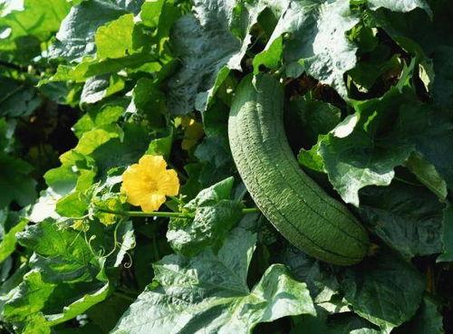 中国吃瓜vs印度吃瓜,中国吃瓜与印度吃瓜的趣味碰撞 第2张 中国吃瓜vs印度吃瓜,中国吃瓜与印度吃瓜的趣味碰撞 第2张