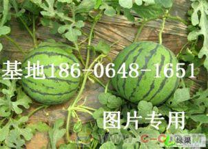 山东蒙阴吃瓜事件视频,一场引发热议的网络视频风波 第2张 山东蒙阴吃瓜事件视频,一场引发热议的网络视频风波 第2张