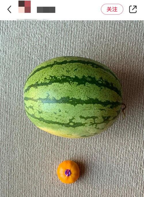 吃全世界瓜,探索世界各地的美味瓜类 第2张 吃全世界瓜,探索世界各地的美味瓜类 第2张