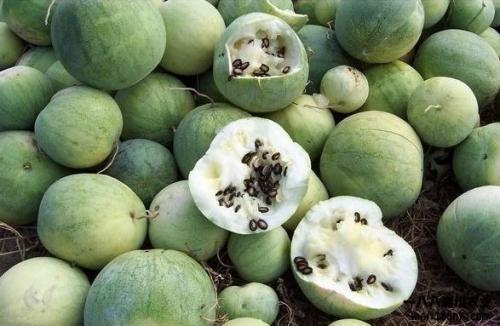 吃全世界瓜,探索世界各地的美味瓜类 第3张 吃全世界瓜,探索世界各地的美味瓜类 第3张