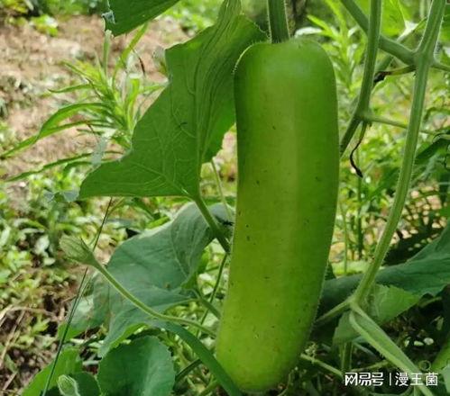 这个瓜大家吃吗,揭秘“这个瓜大家吃吗”背后的热议与真相