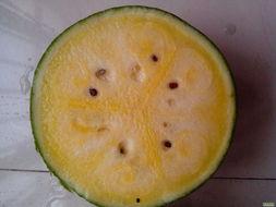 这个瓜大家吃吗,揭秘“这个瓜大家吃吗”背后的热议与真相 第3张 这个瓜大家吃吗,揭秘“这个瓜大家吃吗”背后的热议与真相 第3张