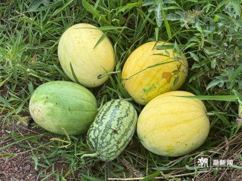 新吃旧瓜,探寻美食与传统的完美融合 第2张 新吃旧瓜,探寻美食与传统的完美融合 第2张