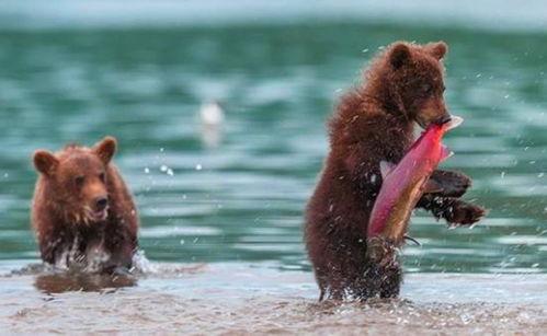 吃瓜小熊奔现 第2张 吃瓜小熊奔现 第2张