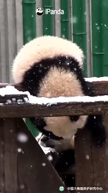 吃瓜小熊奔现 第3张 吃瓜小熊奔现 第3张