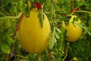 吃瓜群临沂,一场全民参与的趣味盛宴