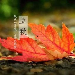 立秋何时吃瓜,揭秘何时吃瓜的最佳时机  第2张