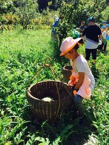 山间吃瓜,夏日山间美食之旅