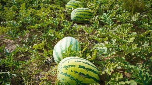 在地里吃瓜视频,一场别开生面的吃瓜盛宴