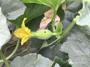 魏太傅吃瓜,一场宫廷与民间的趣味碰撞 第3张 魏太傅吃瓜,一场宫廷与民间的趣味碰撞 第3张
