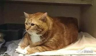 小肥猫吃瓜密码,揭秘娱乐圈幕后真相 第2张 小肥猫吃瓜密码,揭秘娱乐圈幕后真相 第2张