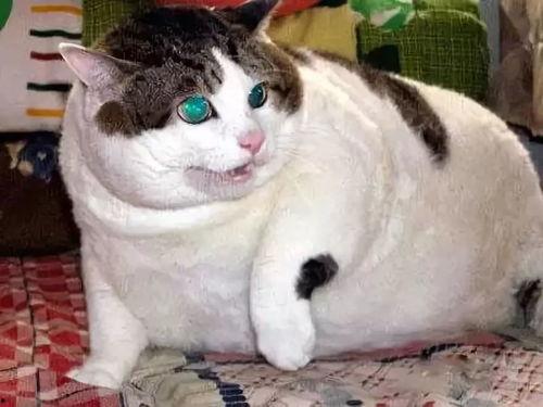 小肥猫吃瓜密码,揭秘娱乐圈幕后真相 第3张 小肥猫吃瓜密码,揭秘娱乐圈幕后真相 第3张