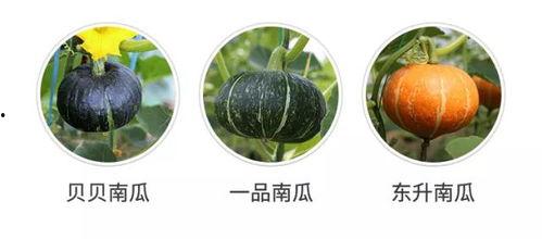 吃瓜被瓜主发现,一场意外的“瓜”事揭秘 第2张 吃瓜被瓜主发现,一场意外的“瓜”事揭秘 第2张