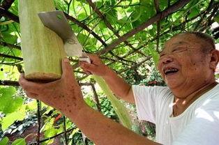 砍瓜吃视频大全,尽享美味瞬间！视频大全带你领略烹饪新境界  第2张