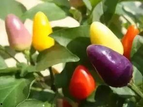 贴吧七彩吃瓜,揭秘网络热议背后的真实故事