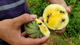 日常作死吃瓜视频,一场场惊心动魄的挑战秀 第2张 日常作死吃瓜视频,一场场惊心动魄的挑战秀 第2张