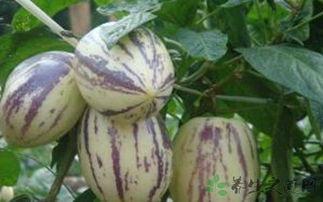 咳嗽可以吃茄瓜,缓解咳嗽的天然良方