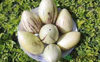 咳嗽可以吃茄瓜,缓解咳嗽的天然良方 第2张 咳嗽可以吃茄瓜,缓解咳嗽的天然良方 第2张