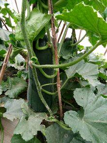 大棚大瓜怎么吃