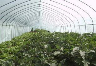 大棚大瓜怎么吃 第2张 大棚大瓜怎么吃 第2张