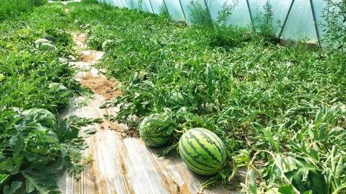 大棚大瓜怎么吃 第3张 大棚大瓜怎么吃 第3张