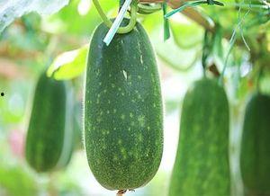 吃瓜不能喝水,为何吃瓜时不宜喝水?揭秘健康饮食小常识 第3张 吃瓜不能喝水,为何吃瓜时不宜喝水?揭秘健康饮食小常识 第3张