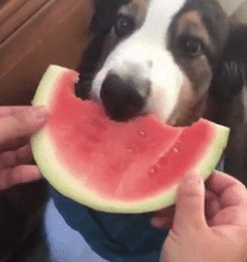 宠物吃瓜,瓜果飘香,萌宠欢享 第2张 宠物吃瓜,瓜果飘香,萌宠欢享 第2张