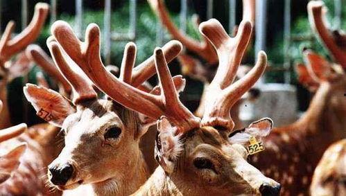 奇鹿吃瓜君,揭秘娱乐圈那些不为人知的幕后故事 第2张 奇鹿吃瓜君,揭秘娱乐圈那些不为人知的幕后故事 第2张