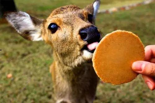 奇鹿吃瓜君,揭秘娱乐圈那些不为人知的幕后故事 第3张 奇鹿吃瓜君,揭秘娱乐圈那些不为人知的幕后故事 第3张