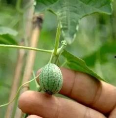 小瓜怎么吃没毒,揭秘无毒食用方法 第2张 小瓜怎么吃没毒,揭秘无毒食用方法 第2张