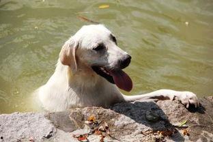 狗狗可以吃新疆蜜瓜,狗狗的夏日美味佳肴 第2张 狗狗可以吃新疆蜜瓜,狗狗的夏日美味佳肴 第2张