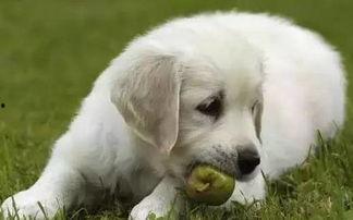 狗狗可以吃新疆蜜瓜,狗狗的夏日美味佳肴 第3张 狗狗可以吃新疆蜜瓜,狗狗的夏日美味佳肴 第3张