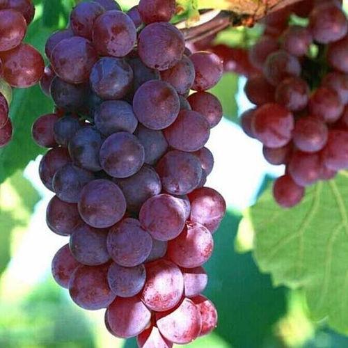 梦见自己吃甜蜜瓜,揭秘潜意识中的甜蜜渴望 第2张 梦见自己吃甜蜜瓜,揭秘潜意识中的甜蜜渴望 第2张