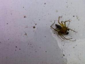 专吃瓜菜叶的飞虫,揭秘专吃瓜菜叶的昆虫世界