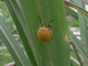 专吃瓜菜叶的飞虫,揭秘专吃瓜菜叶的昆虫世界 第2张 专吃瓜菜叶的飞虫,揭秘专吃瓜菜叶的昆虫世界 第2张