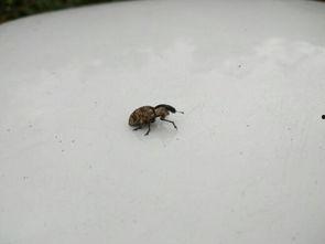 专吃瓜菜叶的飞虫,揭秘专吃瓜菜叶的昆虫世界 第3张 专吃瓜菜叶的飞虫,揭秘专吃瓜菜叶的昆虫世界 第3张