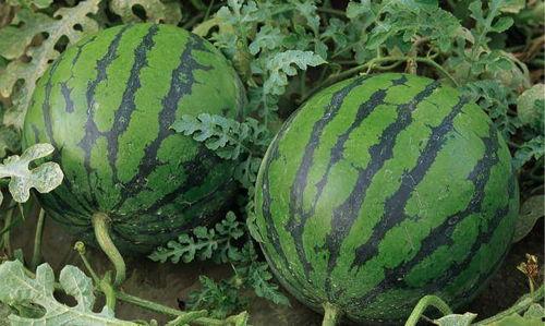 甜王瓜是石头瓜吗怎么吃,揭秘石头瓜之谜，教你美味食用方法  第3张