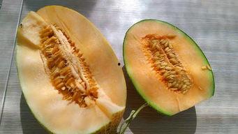 瓜州吃啥,探寻丝绸之路上的风味宝藏  第3张