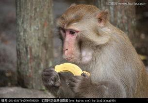 口才表演猴子吃瓜,一场口才与智慧的较量 第2张 口才表演猴子吃瓜,一场口才与智慧的较量 第2张