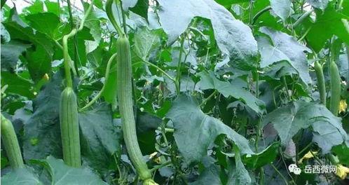 悦惜在线吃瓜  第3张