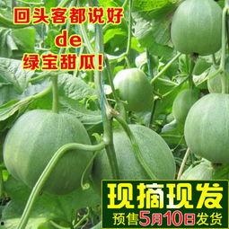 绿宝甜脆瓜怎么吃  第3张